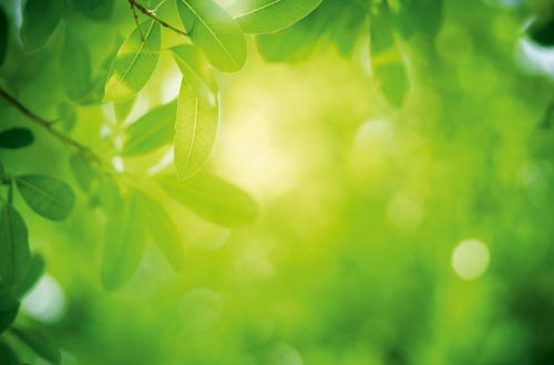 green line – Perga GmbH